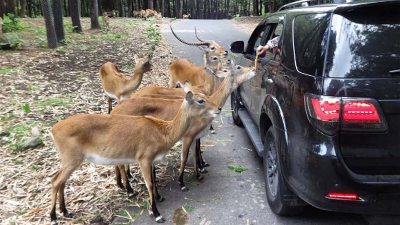 Sewa Mobil Surabaya Wisata Taman Safari Prigen Putera Mentari